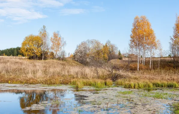 Осень, деревья, пейзаж, природа, озеро, красота, простор, панорама