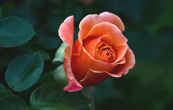 Макро, розы, бутоны