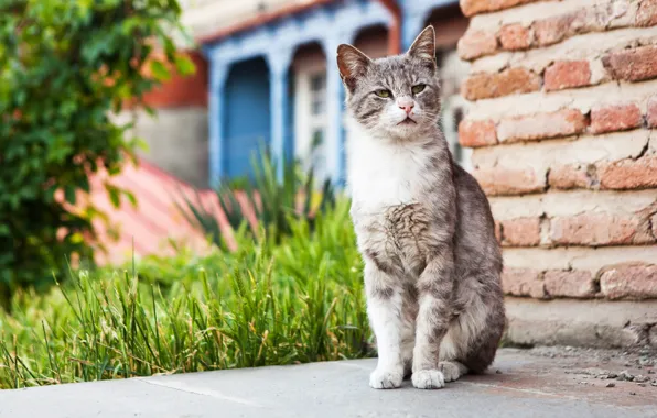 Pose, sitting, feline, intense gaze