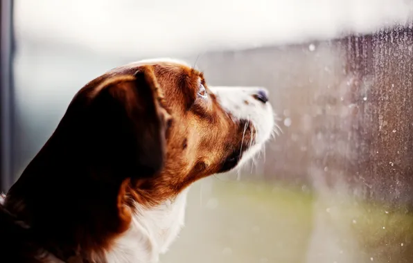 Картинка стекло, капли, дождь, собака, окно, смотрит