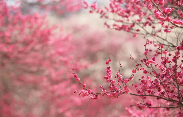 Картинка цветы, ветки, цветение, blossom