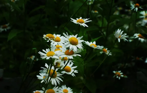 Картинка лето, ромашки, белые цветы, гадание