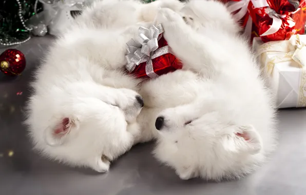 Картинка собаки, праздник, новый год, мило, рождество, щенки, пара, подарки