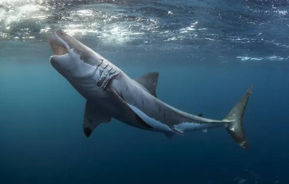 Картинка море, природа, Great white shark