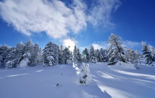 Картинка зима, небо, облака, снег, деревья, ель, склон