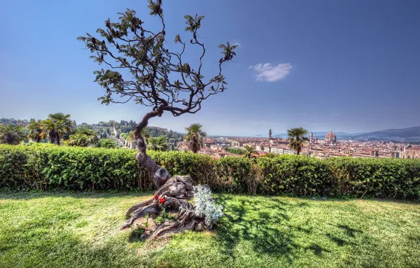 Картинка город, дерево, Италия, Флоренция, Italy, Florence