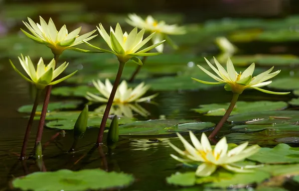 Картинка озеро, водяные лилии, листики
