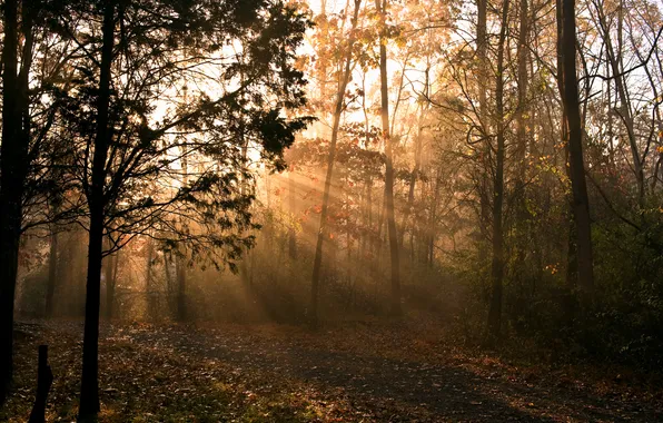 Картинка осень, лучи, свет, природа, утро