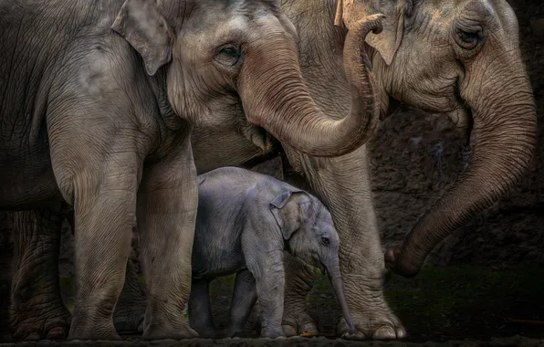 Картинка природа, фон, слоны