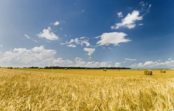 Wallpaper, nature, farm