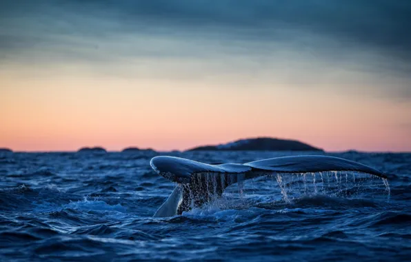 Картинка хвост, Атлантический океан, горбатый кит