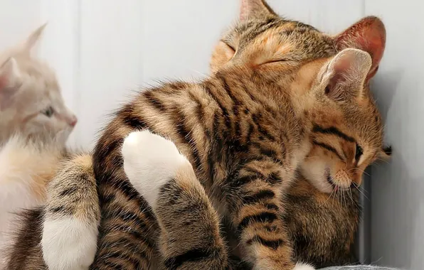 Кошка, котята, ласка, полосатые