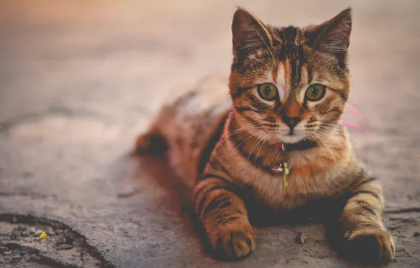 Кошка, взгляд, котенок, лежит