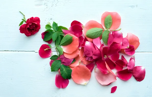 Лепестки, pink, petals, roses, розовые розы
