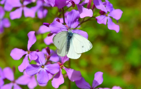 Картинка Макро, Бабочка, Macro, Фиолетовые цветы, Butterfly, Purple flowers