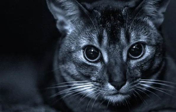 Кошка, глаза, усы, взгляд, Серый, сидит