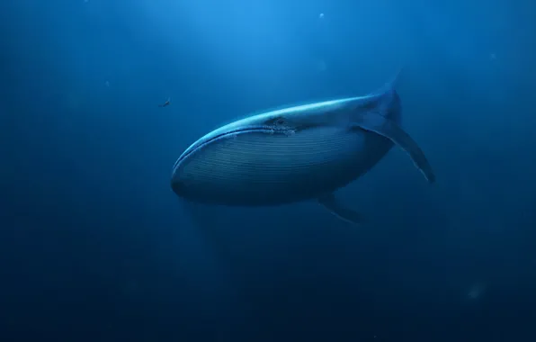 Картинка море, человек, арт, кит, под водой, акваланг, гигантский