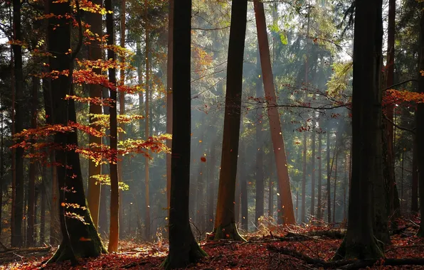 Осень, лес, свет, деревья, стволы, листва
