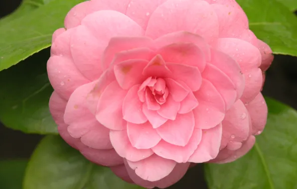 Flower, hana, by ho4hoj, camelia, pink camelia