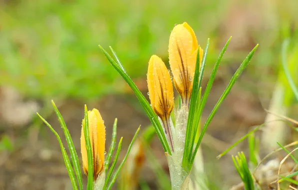Flower, yellow, drops, crocus