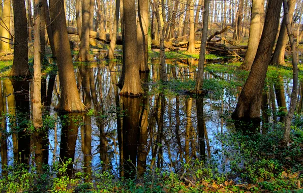 Forest, pool, trees, water, park, wetland