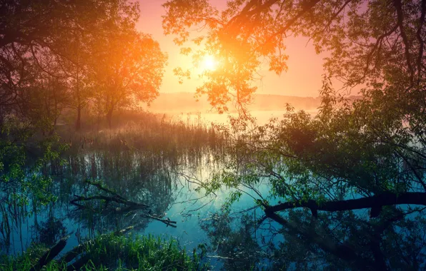 Картинка лес, трава, солнце, деревья, туман, река, камыши, рассвет