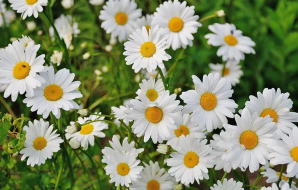Лето, цветы, ромашки, white, белые, chamomile