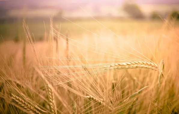 Картинка пшеница, поле, макро, природа, фон, widescreen, обои, рожь