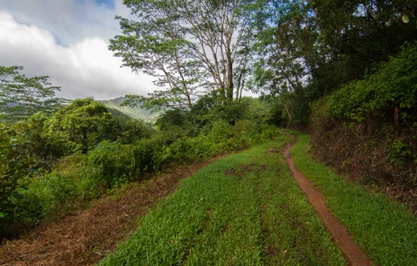 Трава, деревья, green, тропа, grass, trees, Path