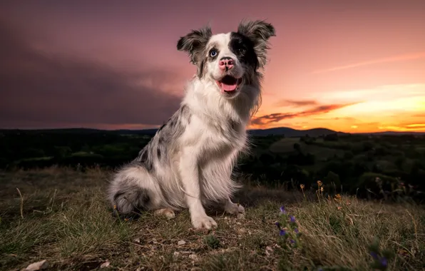 Взгляд, друг, собака