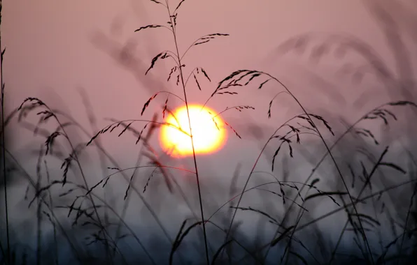 Картинка трава, солнце, закат, природа, ветер, растения
