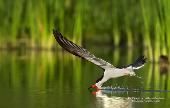 Animals, nature, landscapes