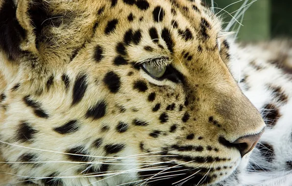 Картинка leopard, head, feline
