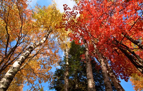 Картинка осень, небо, листья, деревья, багрчнец