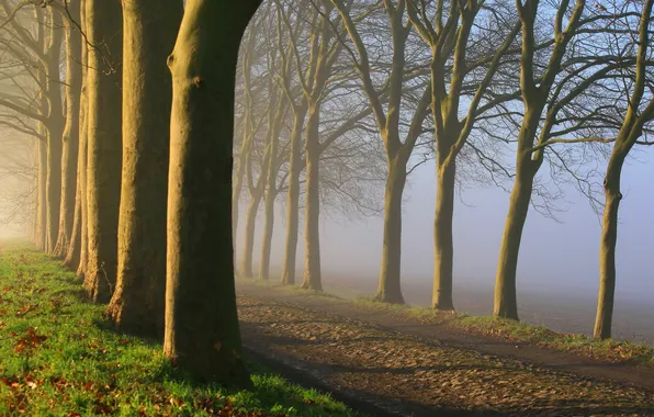 Картинка дорога, деревья, природа, туман, утро