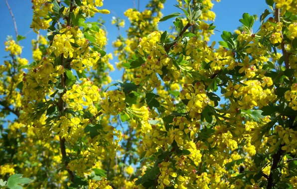 Цветы, жёлтые, чёрная смородина, мелкие, цветущий кустарник, mamala ©