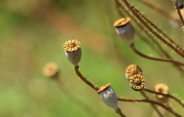 Plant, dry, poppy seed