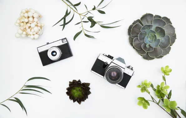 Фон, Цветы, техника, Фотоаппараты