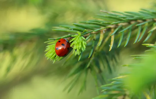 Red, insect, ladybird