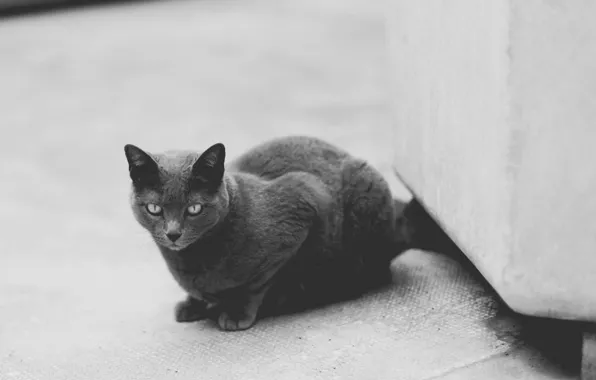 Кошка, кот, серый, черно-белое