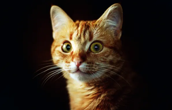 Картинка кошка, глаза, кот, взгляд, морда, фон, темный, рыжий