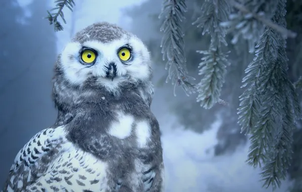 Картинка зима, лес, глаза, снег, сова, птица