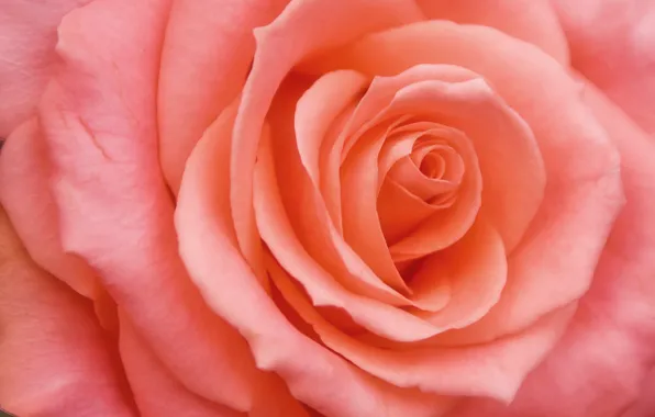 Картинка цветок, розовый, роза, лепестки, бутон