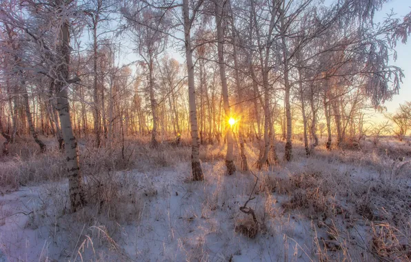Картинка иней, солнце, снег, деревья, мороз
