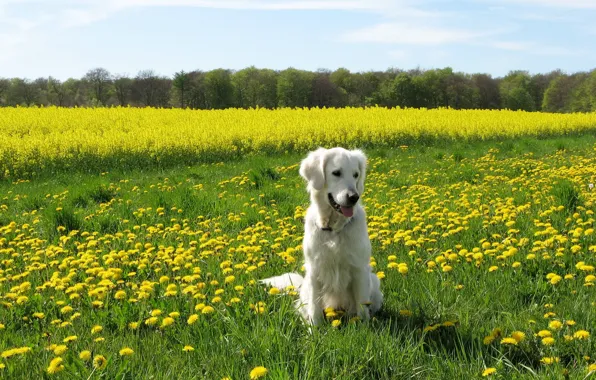 Картинка поле, лето, собака