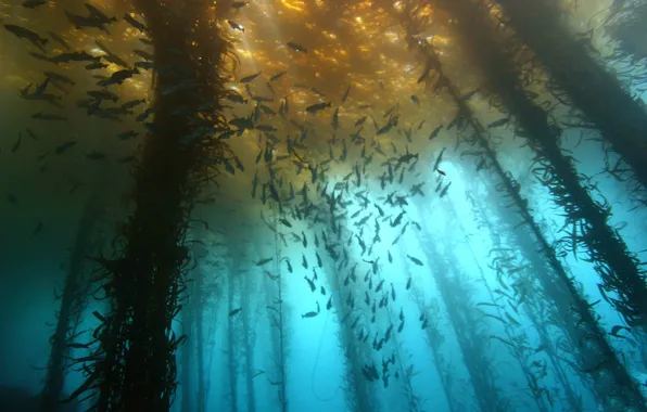 Море, рыбы, водоросли
