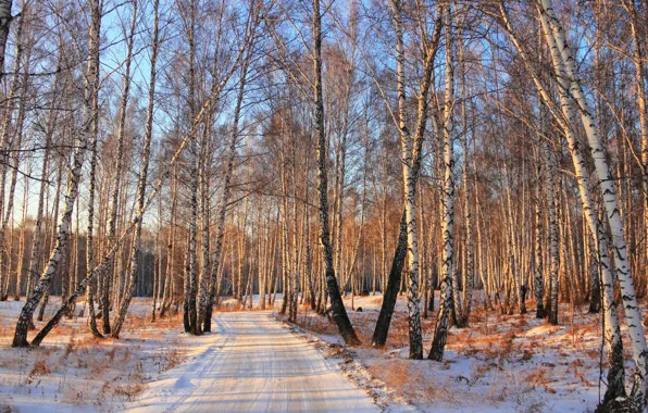 Зима, дорога, лес, снег, берёзы
