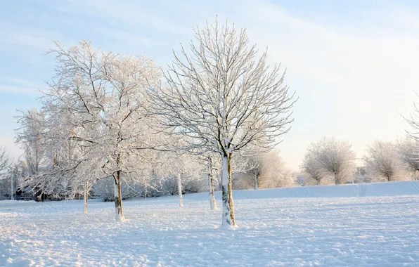 Картинка зима, иней, небо, солнце, свет, снег, деревья, парк