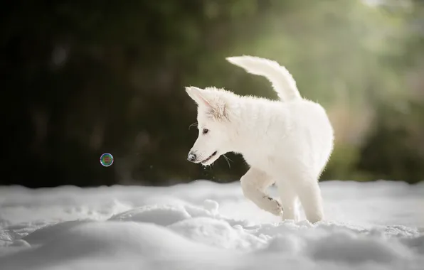 Зима, снег, щенок, пёсик, мыльный пузырь, Белая швейцарская овчарка