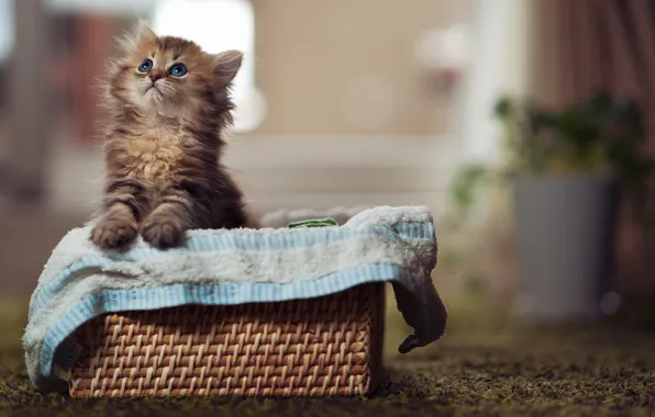 Картинка кошка, глаза, eyes, cat, blue eyes, kitty, cute, paws